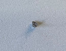 Rolex Cal. 2030 [Datejust 26mm] - 54414 Screw for anchor bridge-2